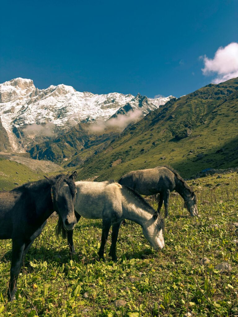 pexels abhi manue 134950782 34804199